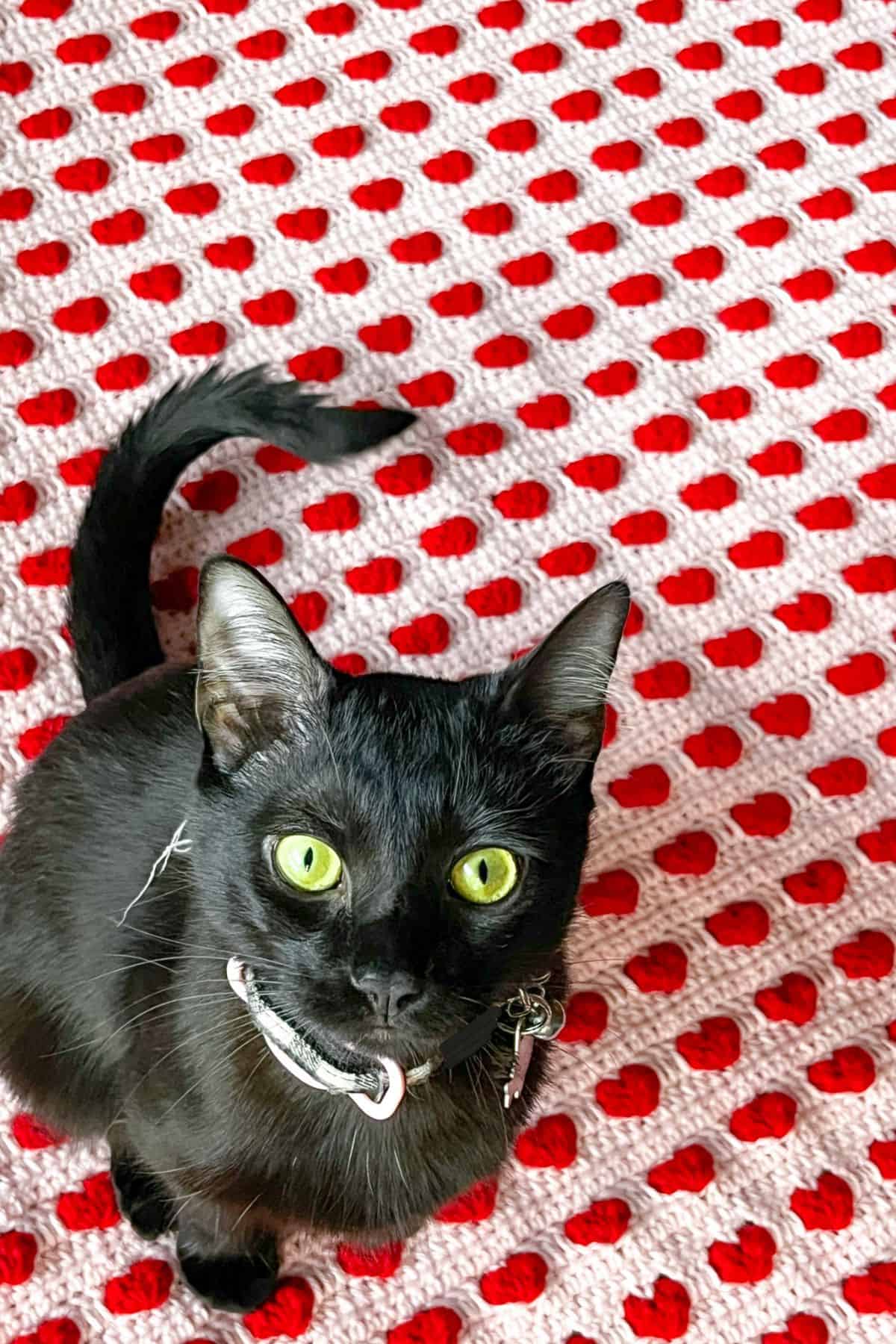 Finished crochet heart blanket pattern with my cat Neko!