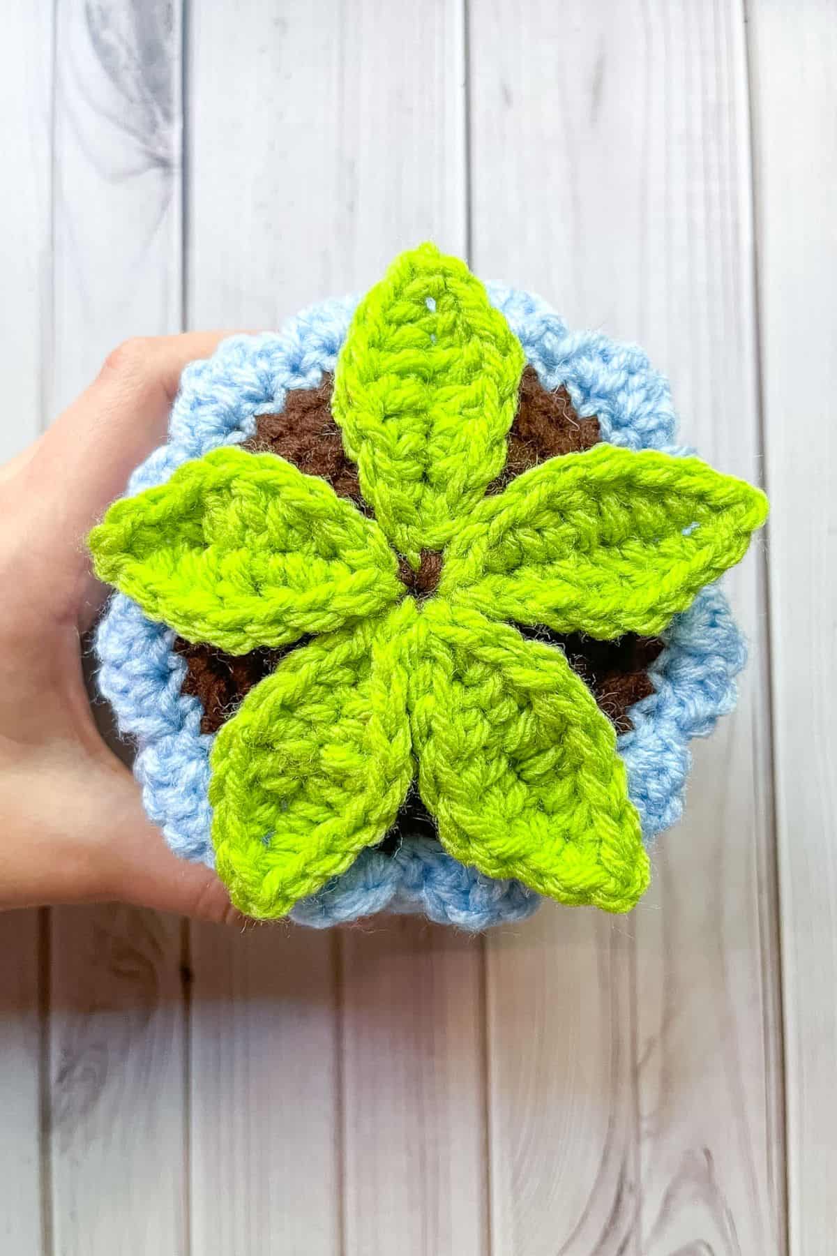 Showing where to place the 5 leaves for the potted rose.